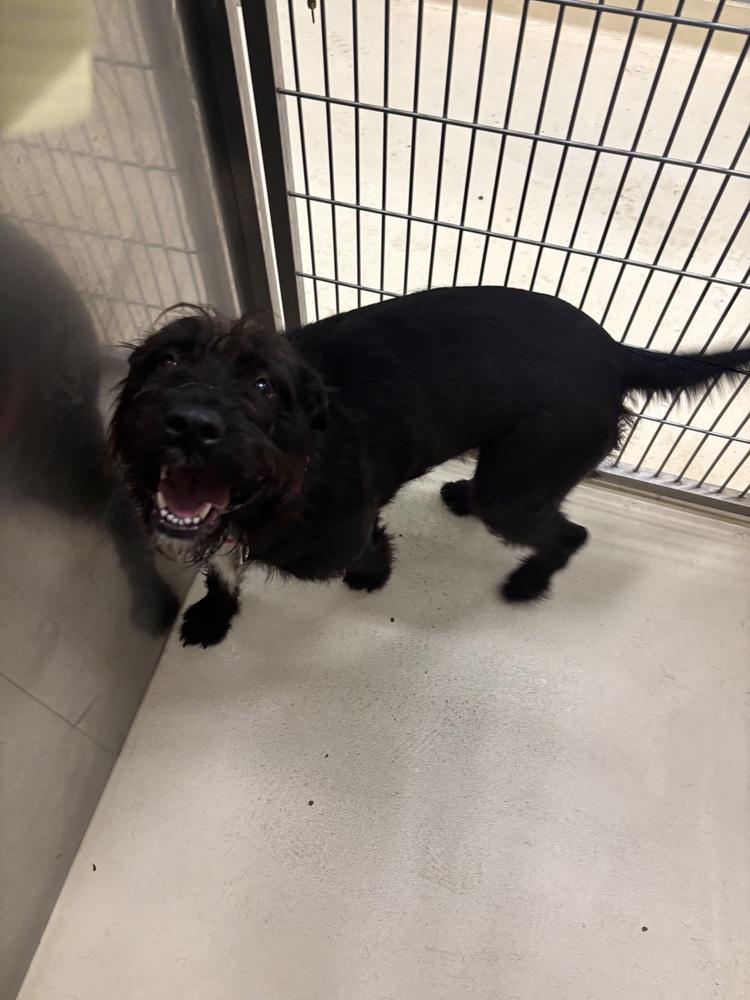 Enlarge Frazzle, a Adoptable mixed breed in Kalamazoo, MI image 3/5