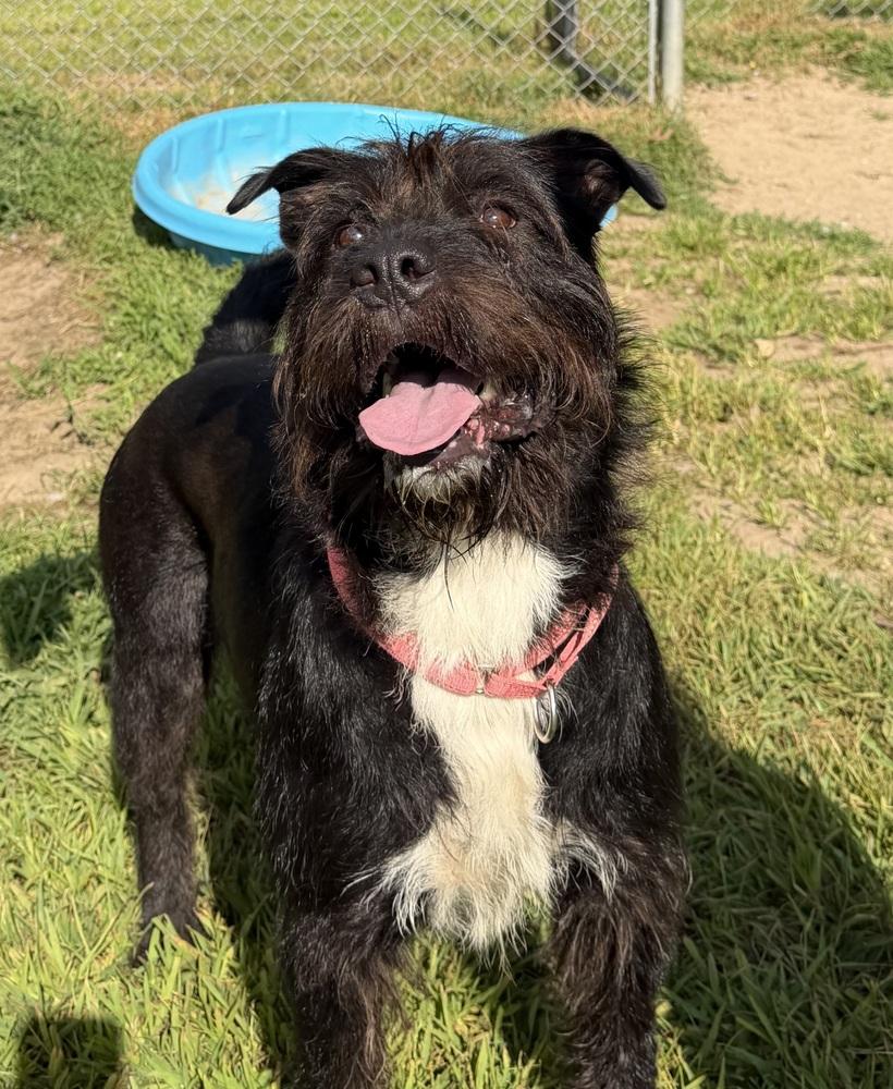 Enlarge Frazzle, a Adoptable mixed breed in Kalamazoo, MI image 4/5
