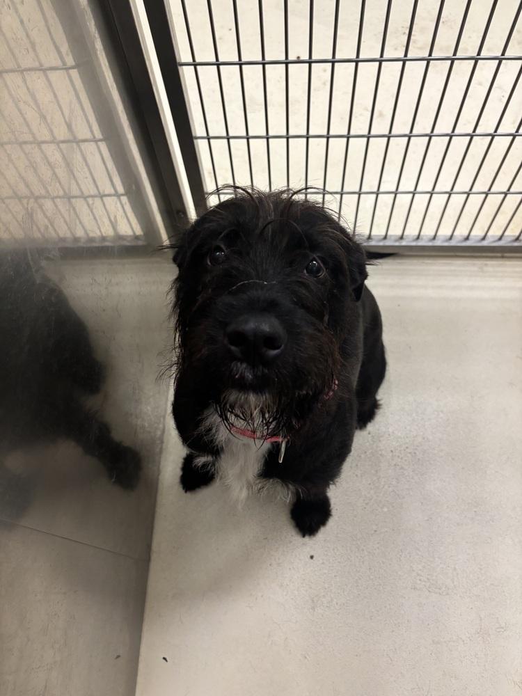 Enlarge Frazzle, a Adoptable mixed breed in Kalamazoo, MI image 5/5
