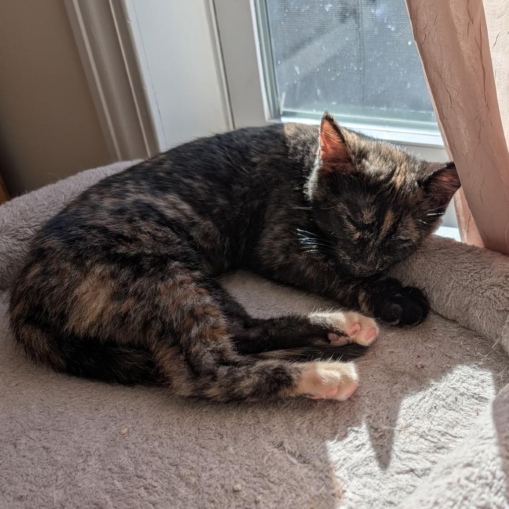 Sphinx, Adoptable, Kitten Female Domestic Short Hair.