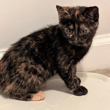 Sphinx, Adoptable, Kitten Female Domestic Short Hair.