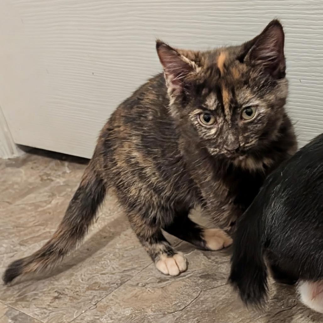 Enlarge Sphinx, a Adoptable Domestic Short Hair in North Port, FL image 2/3