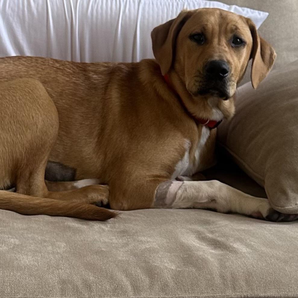 Enlarge Bailey, a Adoptable mixed breed in Ferndale, MI image 1/6
