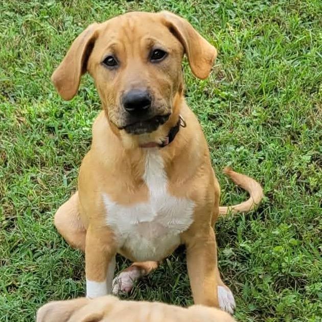 Enlarge Bailey, a Adoptable mixed breed in Ferndale, MI image 3/6