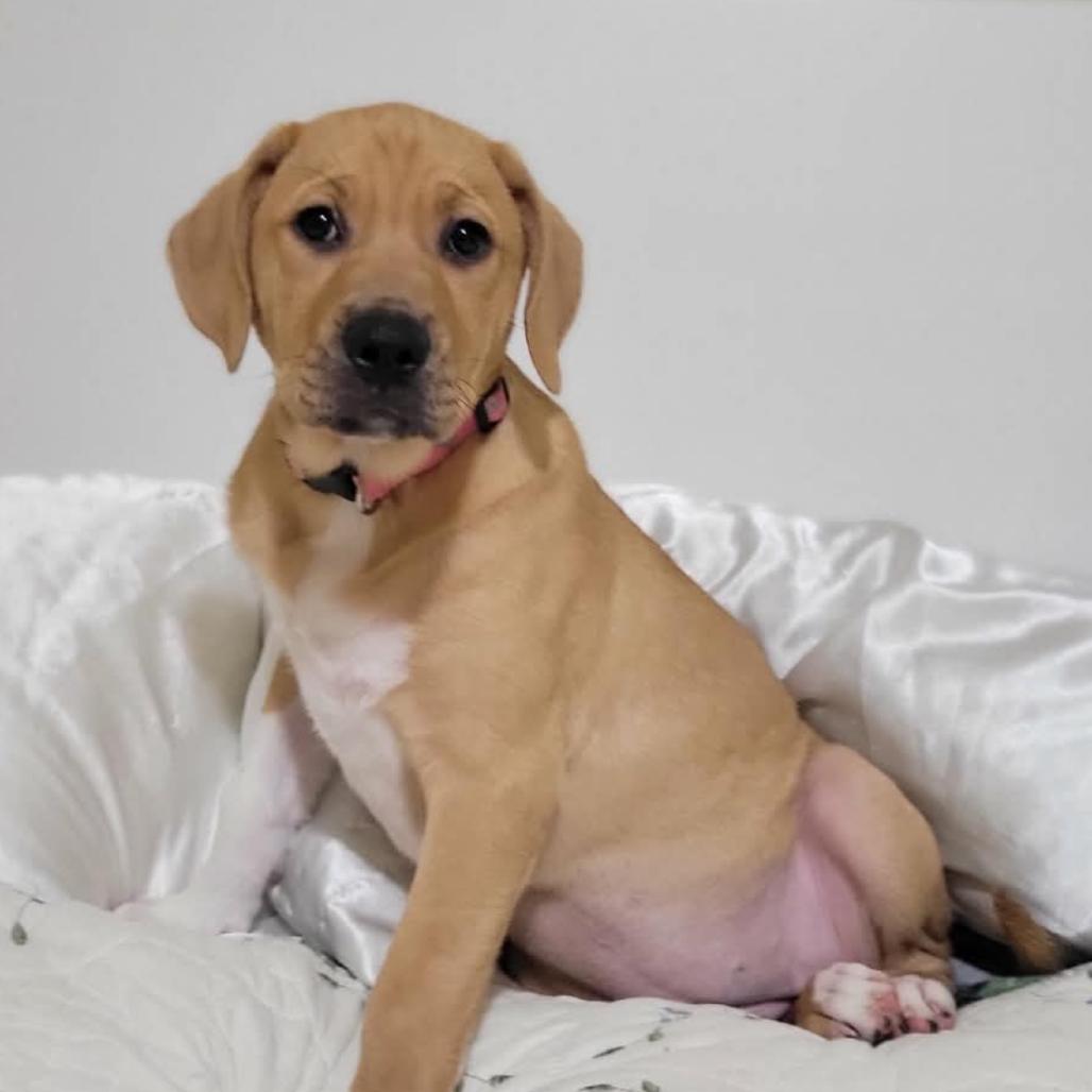 Enlarge Bailey, a Adoptable mixed breed in Ferndale, MI image 4/6