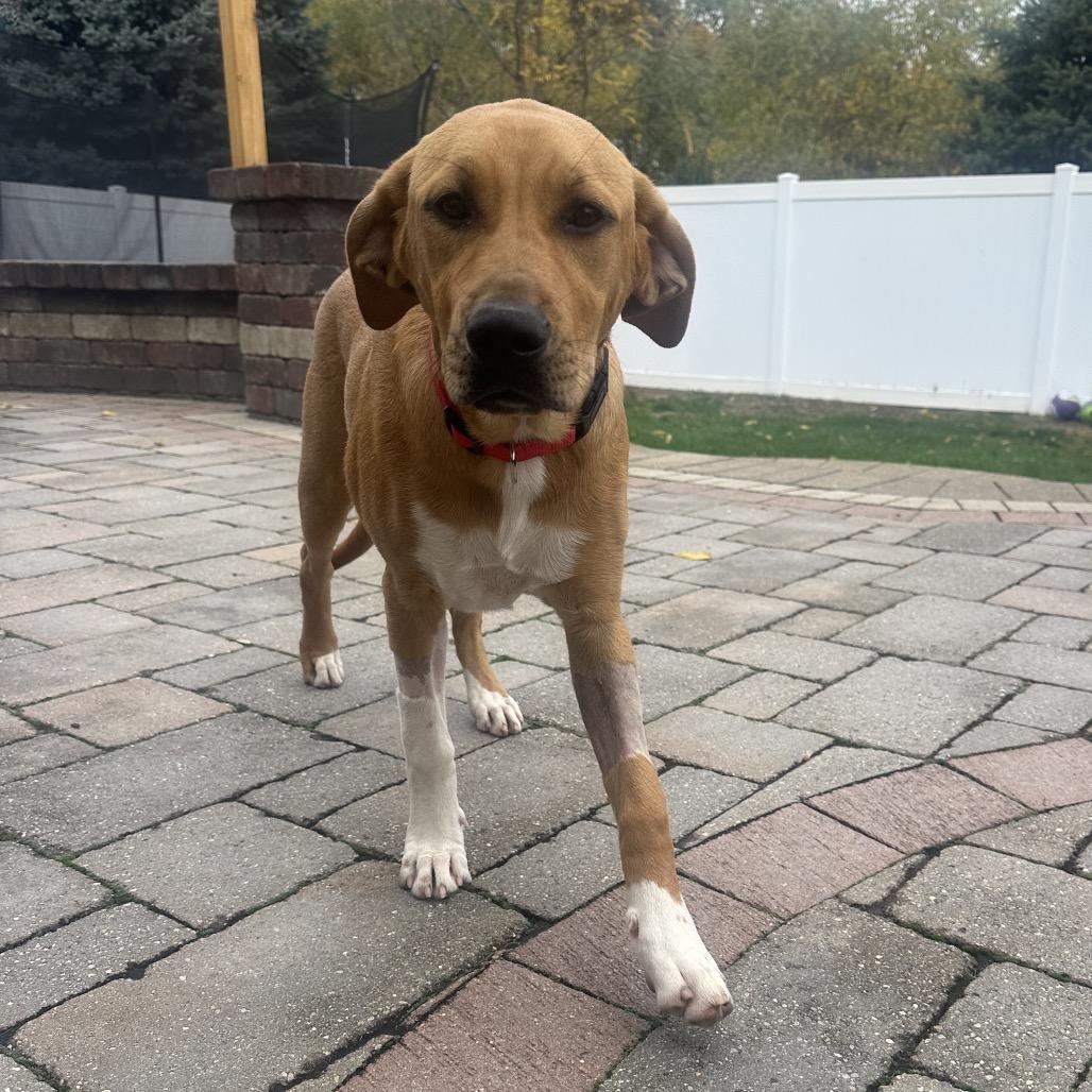 Enlarge Bailey, a Adoptable mixed breed in Ferndale, MI image 5/6