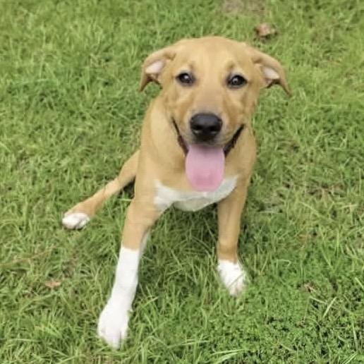 Enlarge Bailey, a Adoptable mixed breed in Ferndale, MI image 6/6