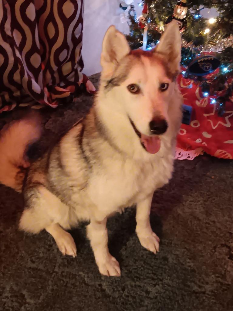 Enlarge LUNA, a Adopted Siberian Husky in Crossville, TN image 1/4