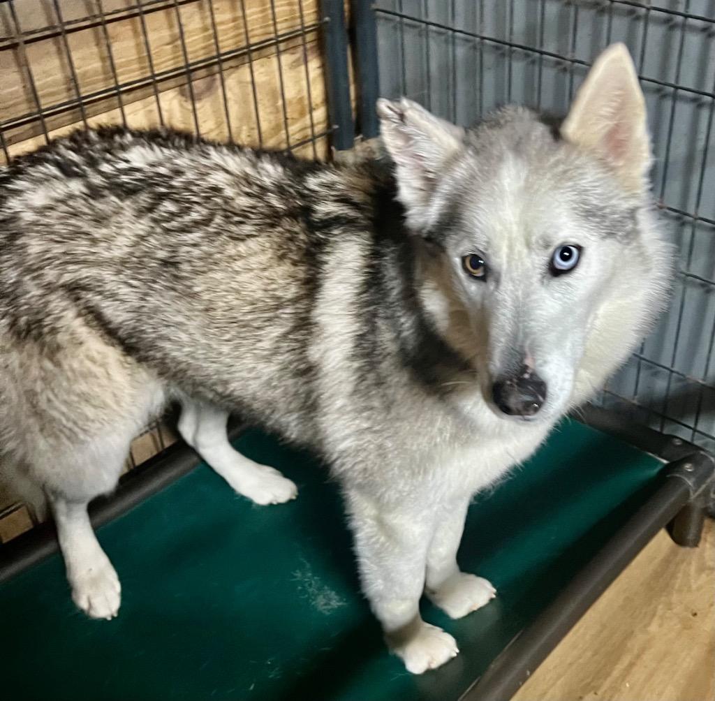 Enlarge LUNA, a Adopted Siberian Husky in Crossville, TN image 2/4