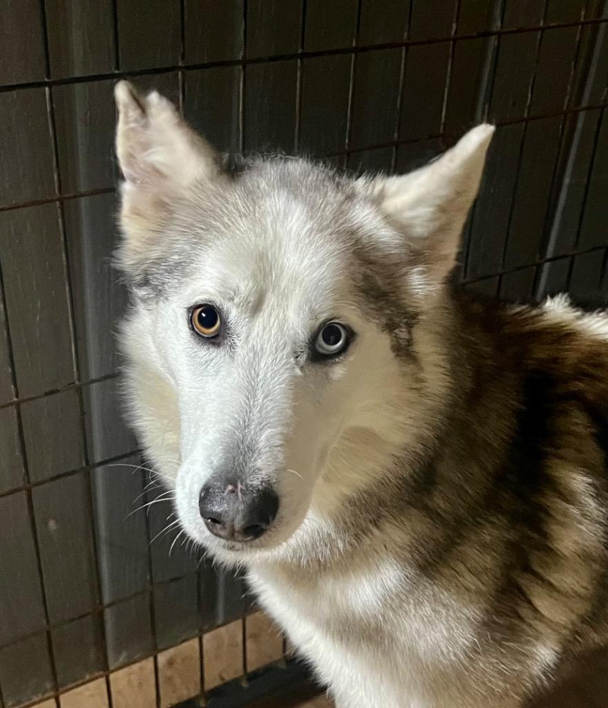 Enlarge LUNA, a Adopted Siberian Husky in Crossville, TN image 3/4