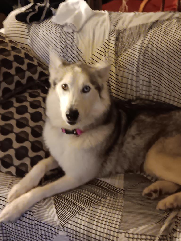 Enlarge LUNA, a Adopted Siberian Husky in Crossville, TN image 4/4