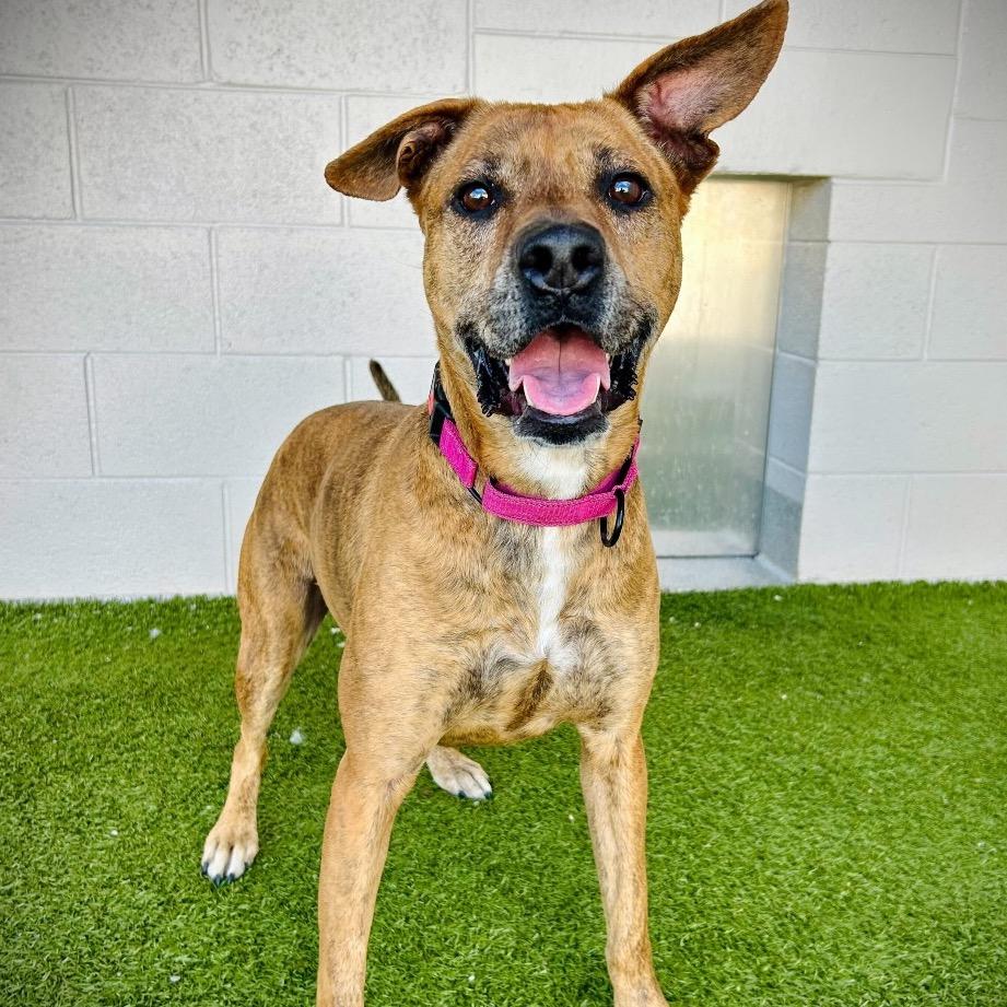 Enlarge willow, a Adoptable Mixed Breed in Englewood, FL image 2/6