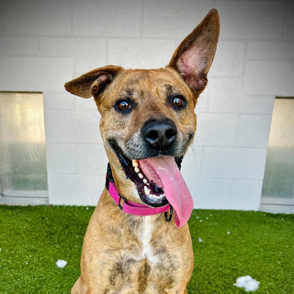 Enlarge willow, a Adoptable Mixed Breed in Englewood, FL image 3/6