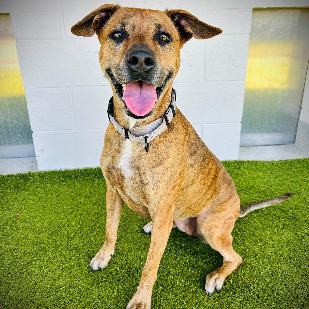 Enlarge willow, a Adoptable Mixed Breed in Englewood, FL image 4/6