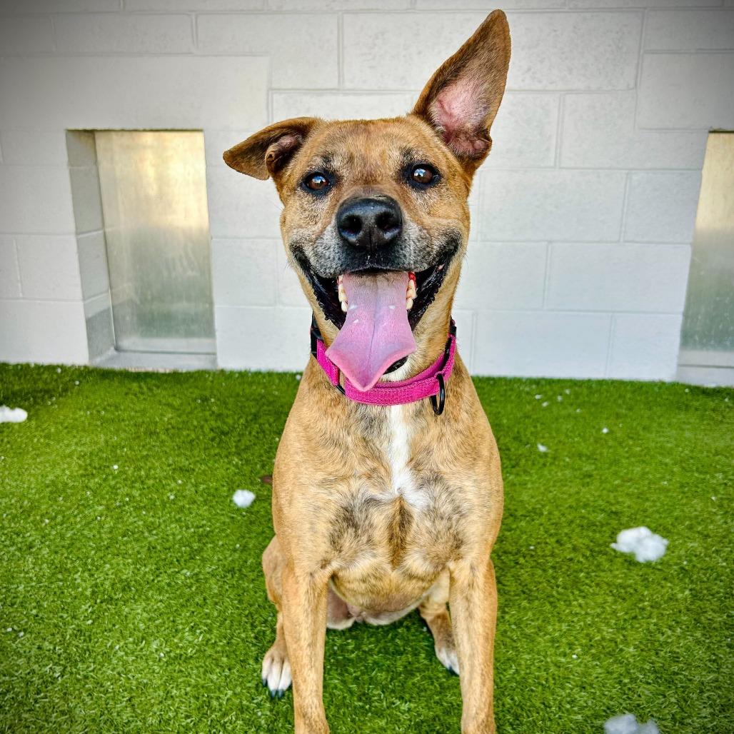 Enlarge willow, a Adoptable Mixed Breed in Englewood, FL image 6/6