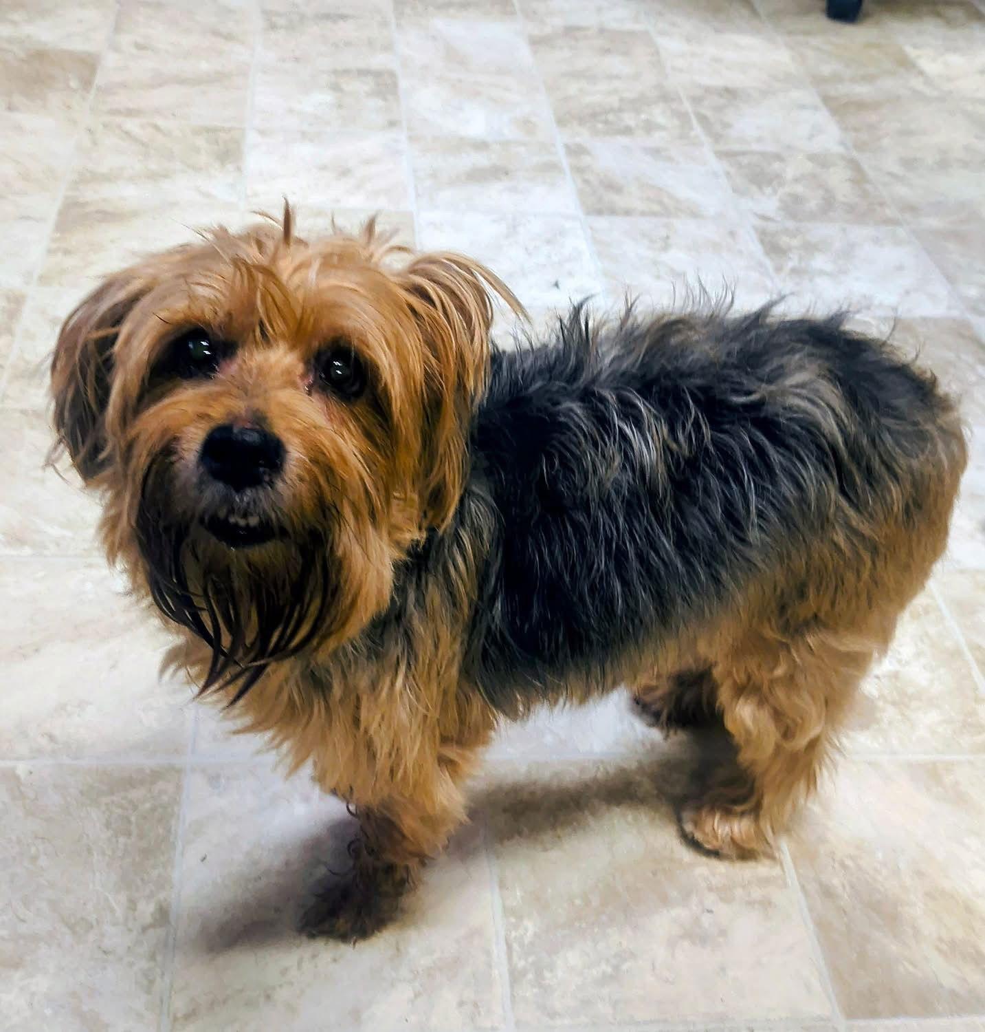 Enlarge Zoey, a Adoptable Yorkshire Terrier in Raleigh, NC image 1/3