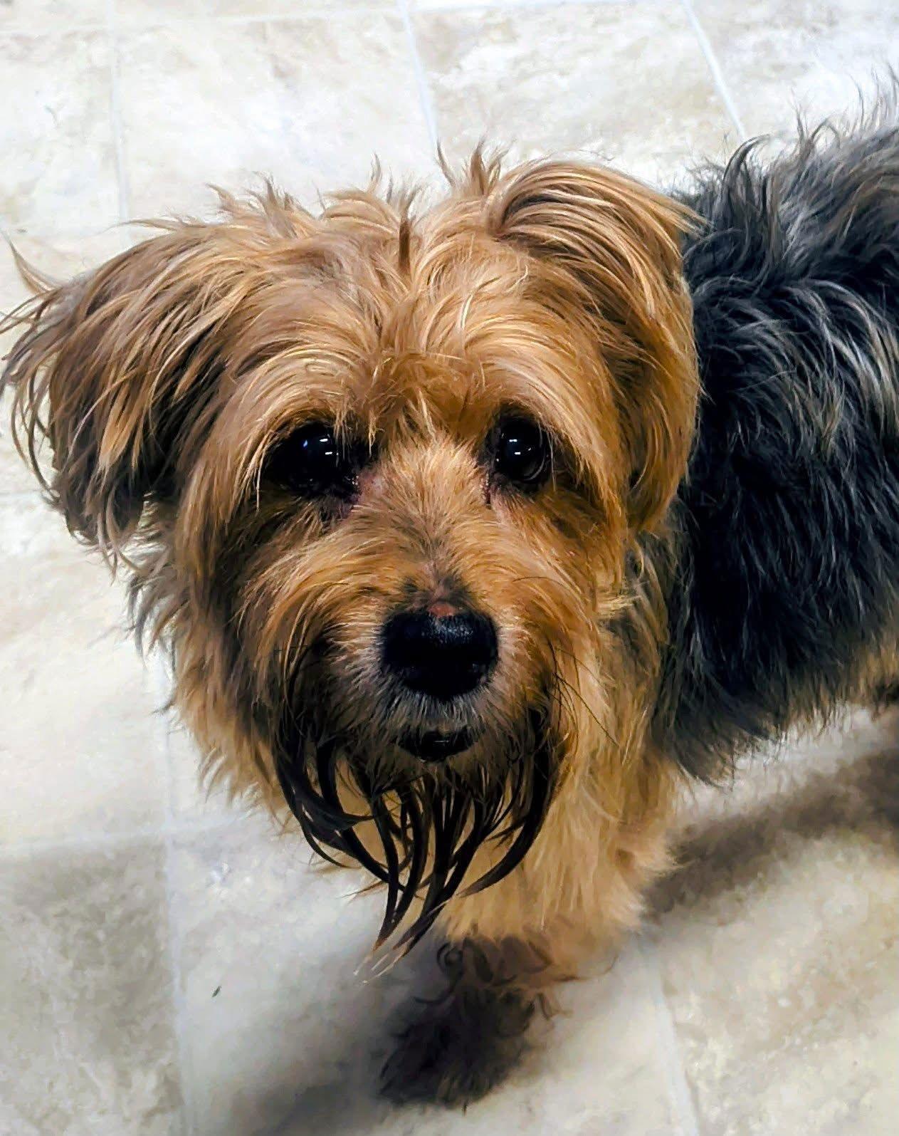 Enlarge Zoey, a Adoptable Yorkshire Terrier in Raleigh, NC image 2/3