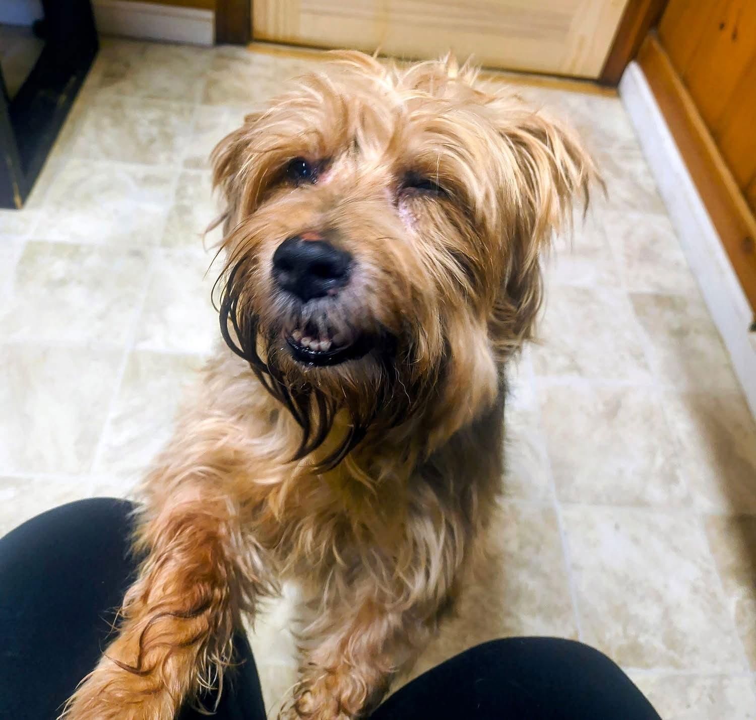 Enlarge Zoey, a Adoptable Yorkshire Terrier in Raleigh, NC image 3/3