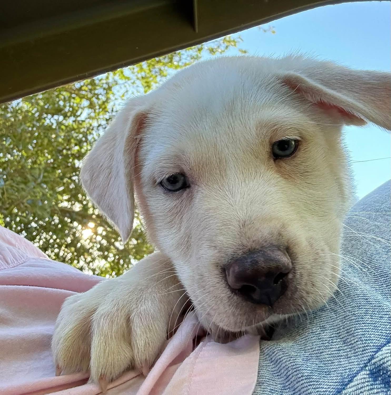 Enlarge Mercedes, a Adopted mixed breed in Southlake, TX image 4/5