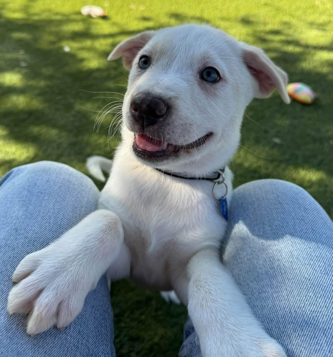 Enlarge Mercedes, a Adopted mixed breed in Southlake, TX image 5/5