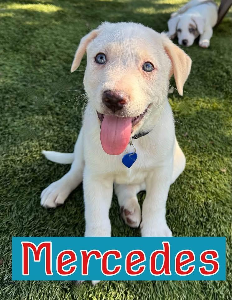 Enlarge Mercedes, a Adopted mixed breed in Southlake, TX image 1/5