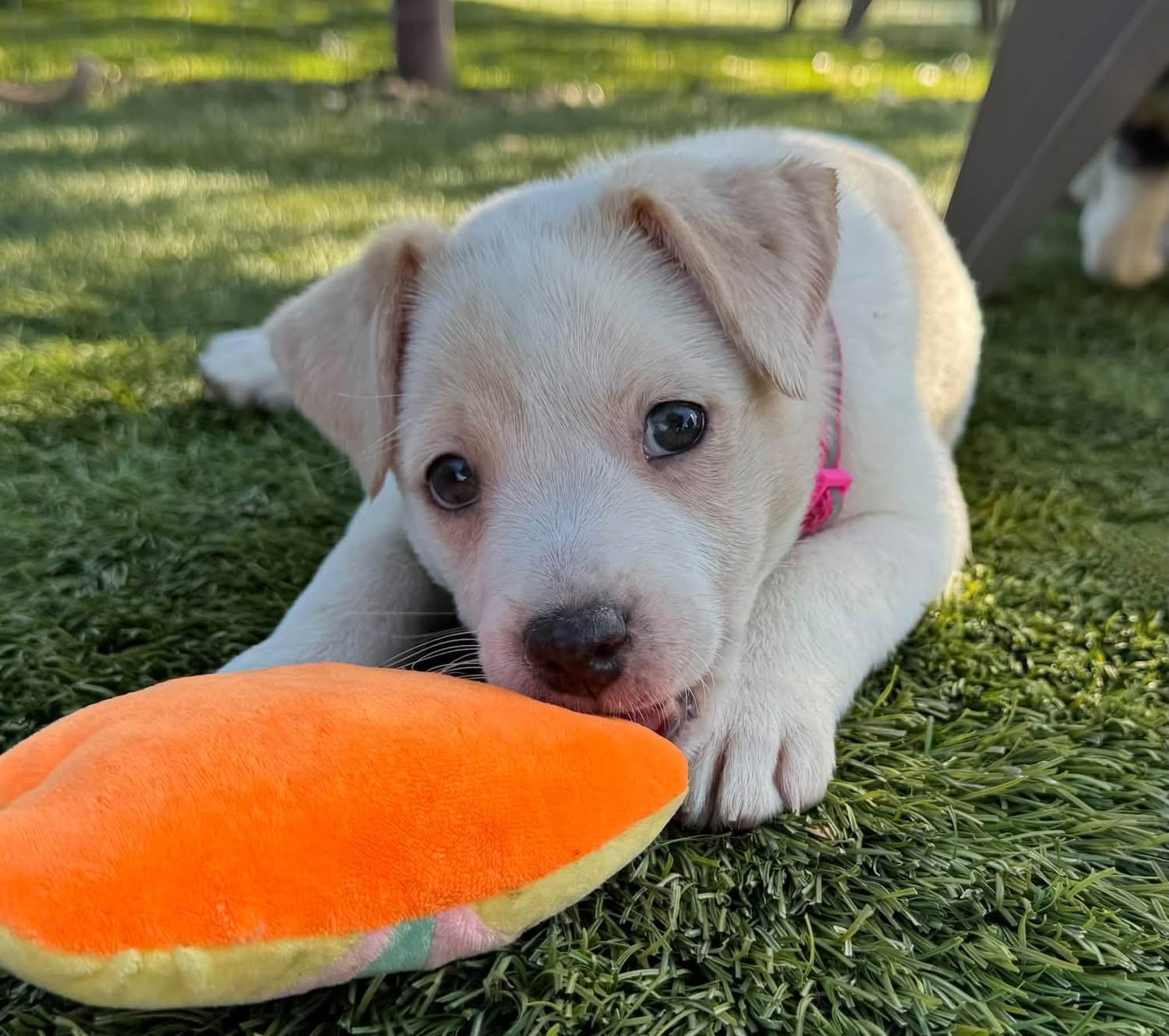Enlarge Mercedes, a Adopted mixed breed in Southlake, TX image 2/5