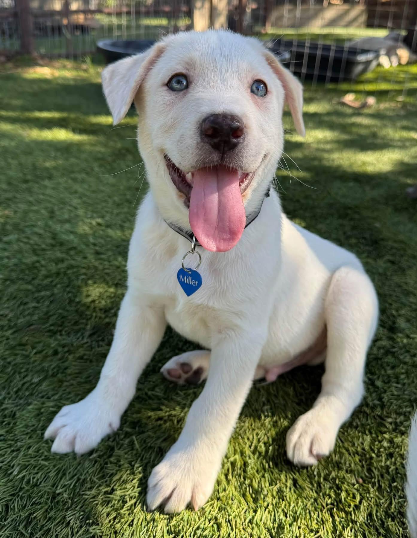 Enlarge Mercedes, a Adopted mixed breed in Southlake, TX image 3/5
