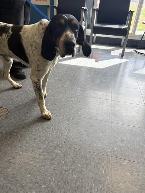 WAFFLES, Adoptable, Adult Male Catahoula Leopard Dog & German Shorthaired Pointer.