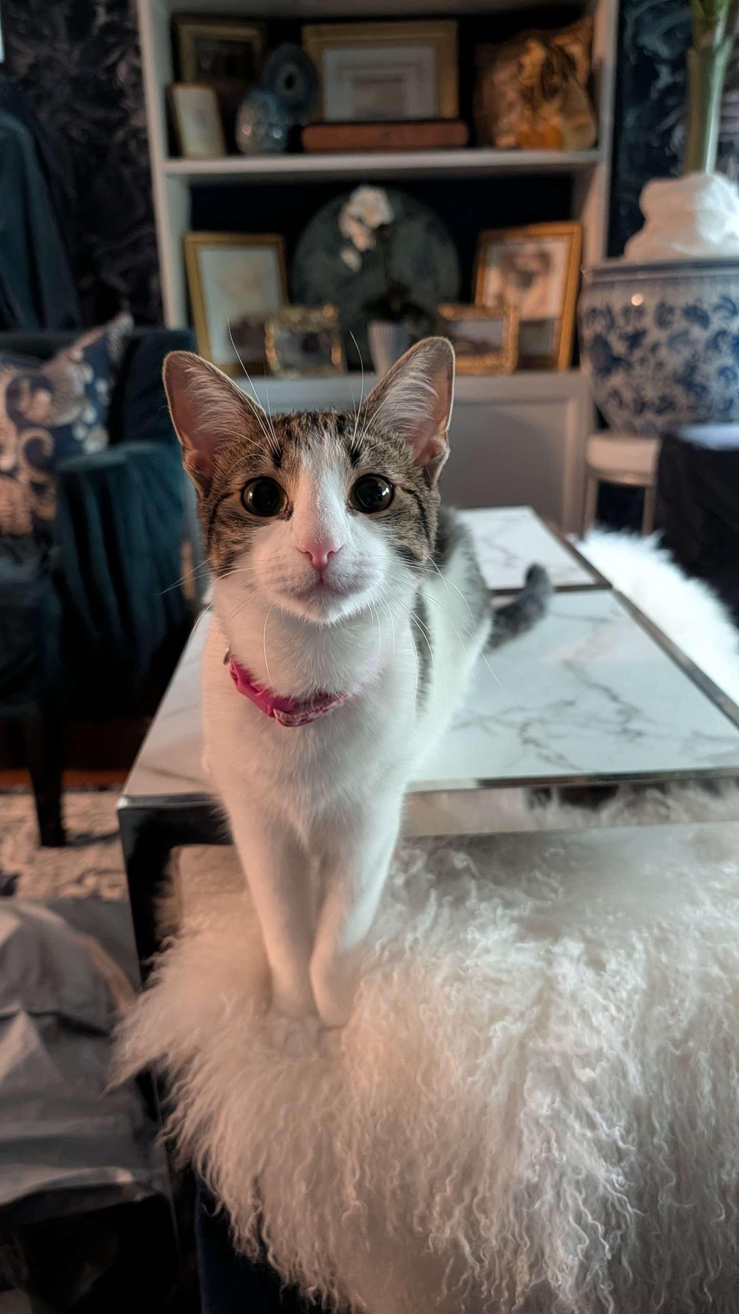 Lily, a Adoptable Domestic Short Hair in Weehawken, NJ image 6/6