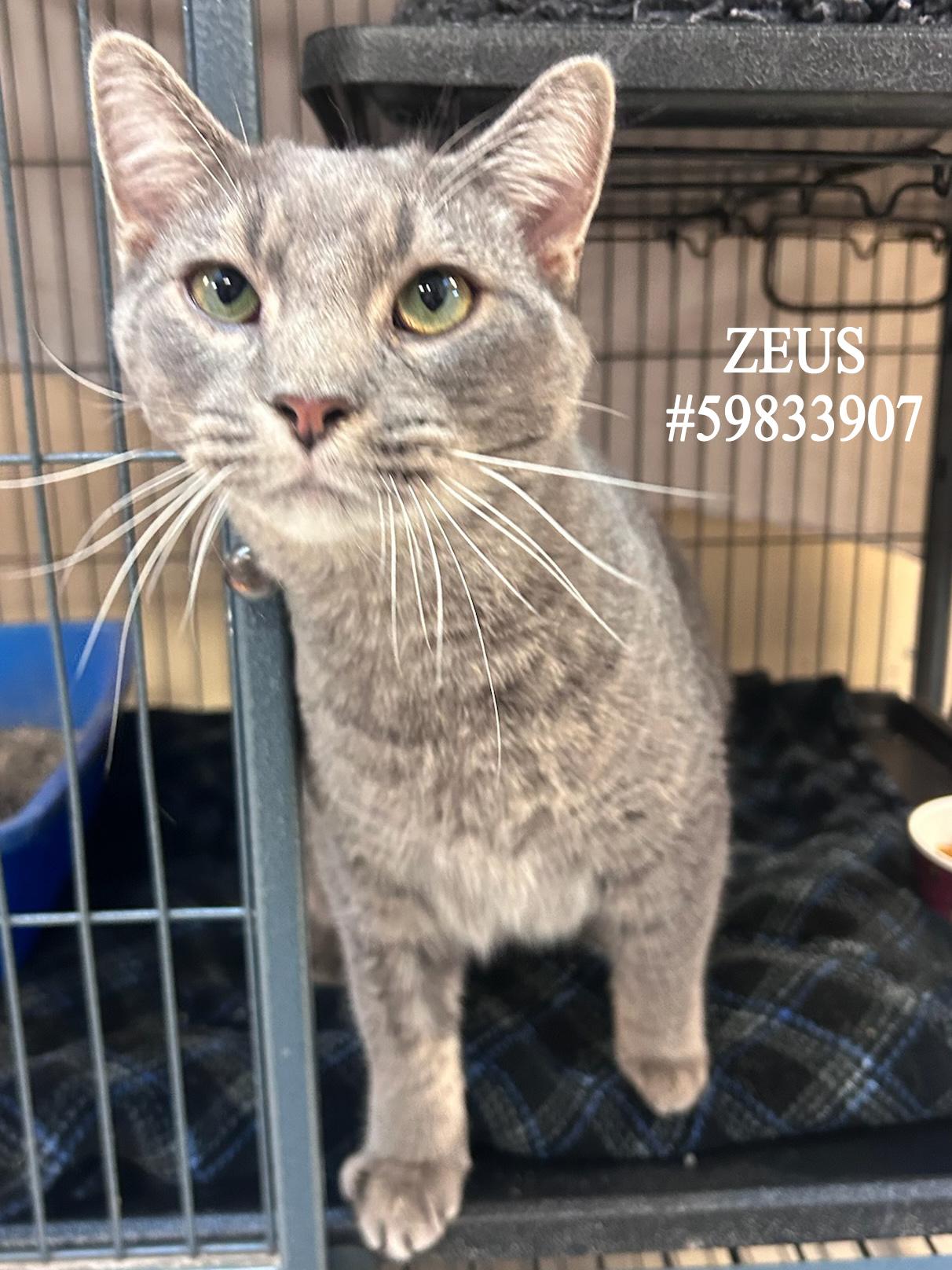 Enlarge Zeus , a ADOPTABLE Tabby in Wilkes Barre, PA image 1/1