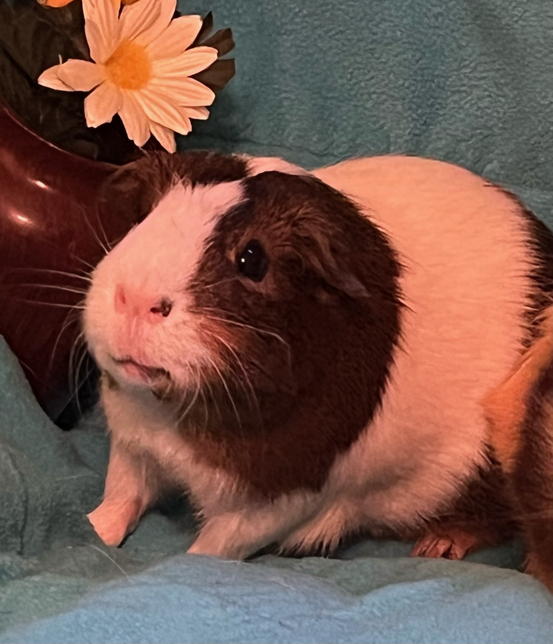 Enlarge Cannoli & Scotcheroo, a Adoptable Guinea Pig in Grand Rapids, MI image 5/6