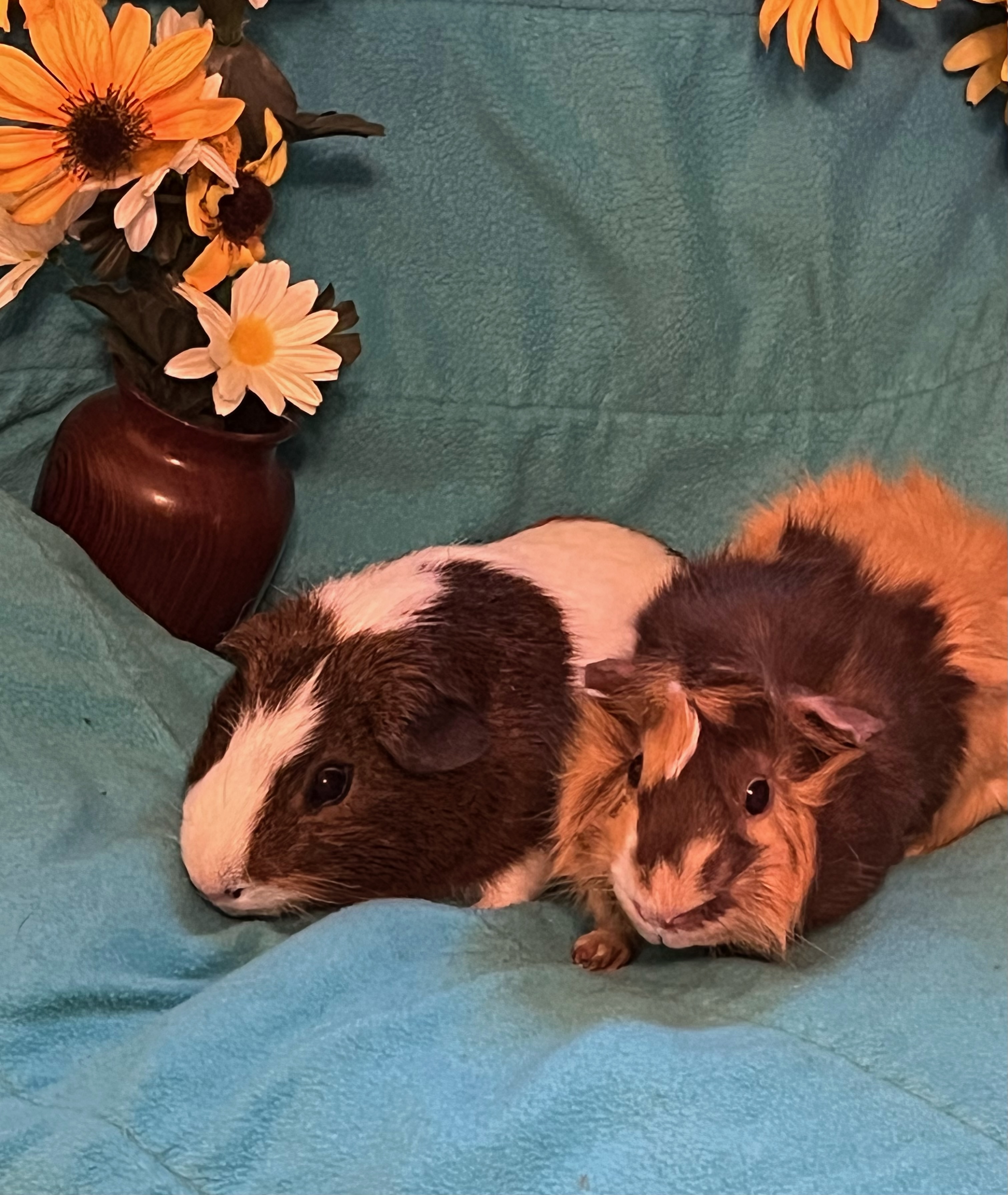 Enlarge Cannoli & Scotcheroo, a Adoptable Guinea Pig in Grand Rapids, MI image 2/6