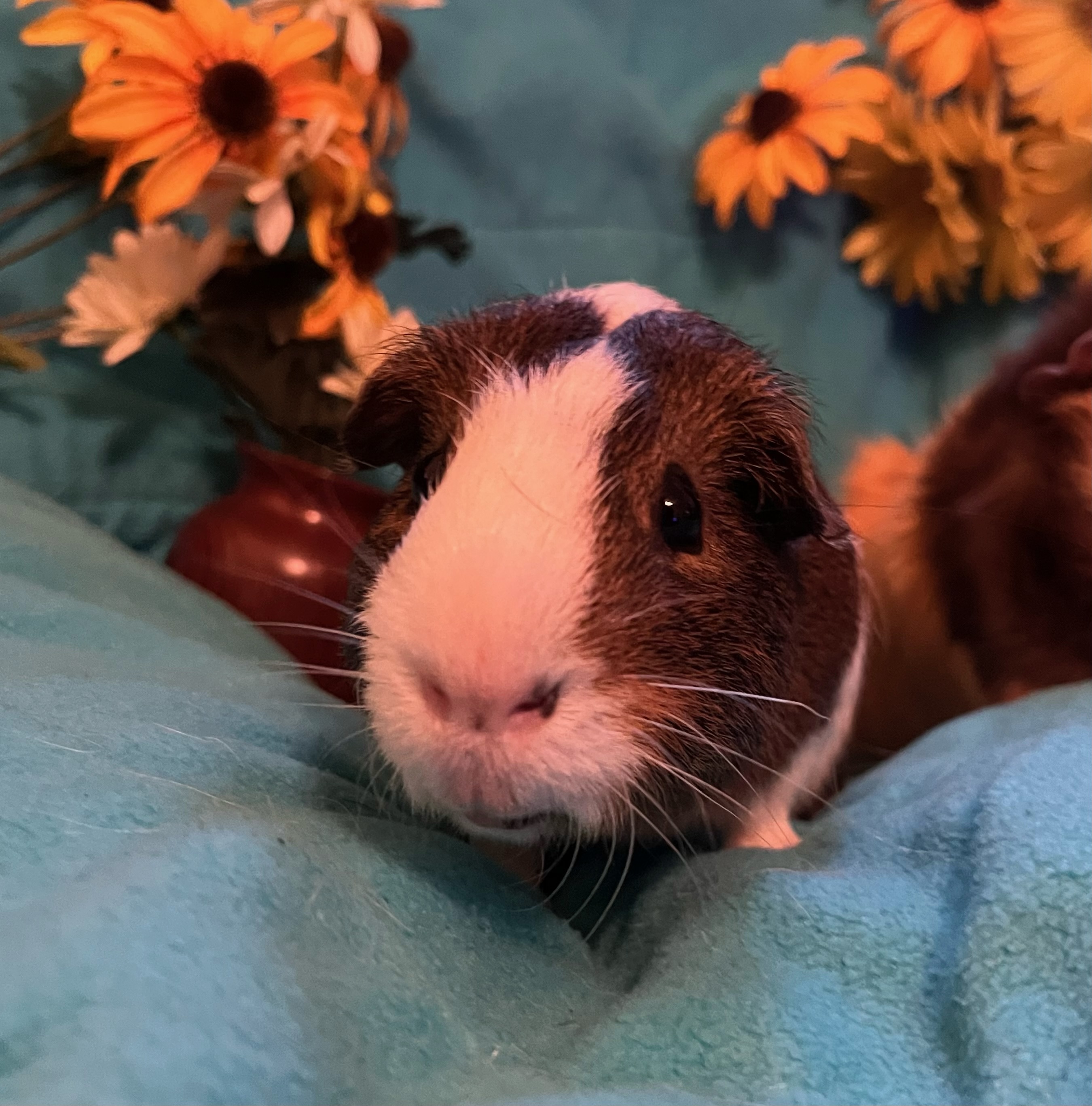Enlarge Cannoli & Scotcheroo, a Adoptable Guinea Pig in Grand Rapids, MI image 6/6