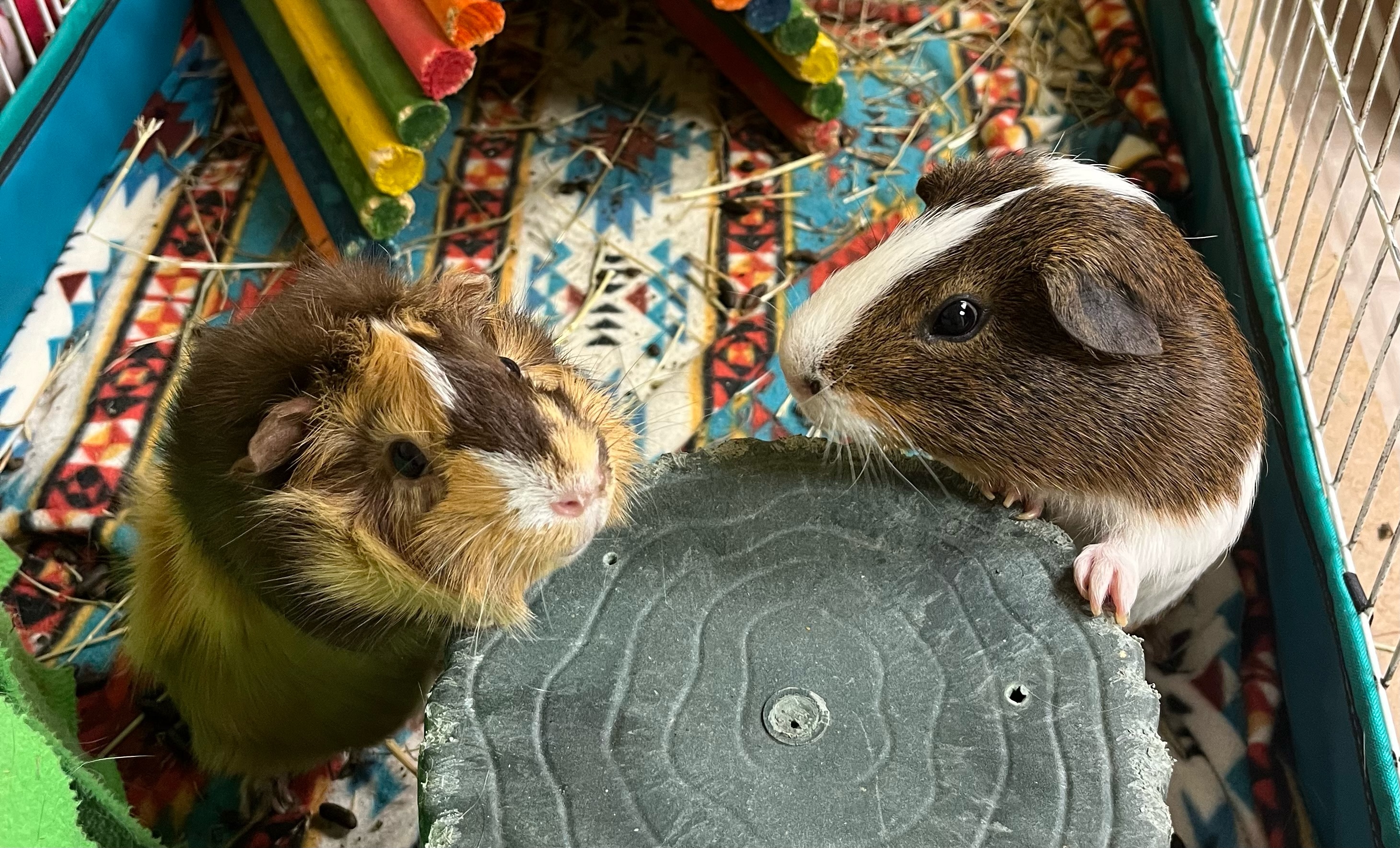 Enlarge Cannoli & Scotcheroo, a Adoptable Guinea Pig in Grand Rapids, MI image 1/6