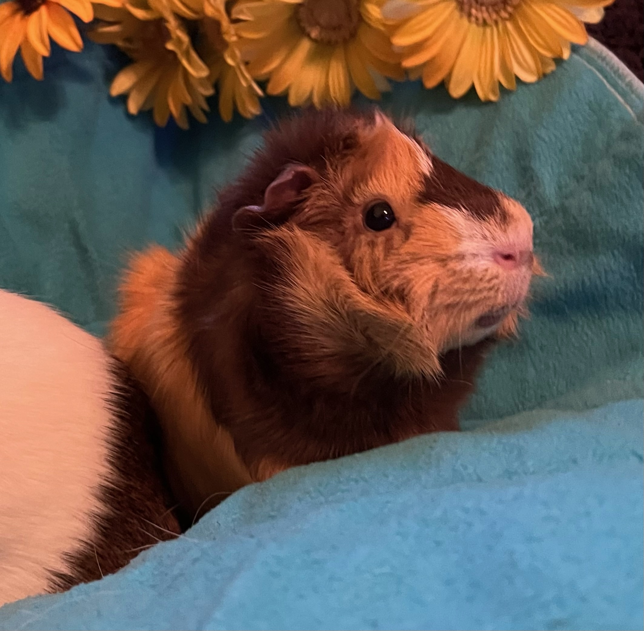 Enlarge Cannoli & Scotcheroo, a Adoptable Guinea Pig in Grand Rapids, MI image 3/6