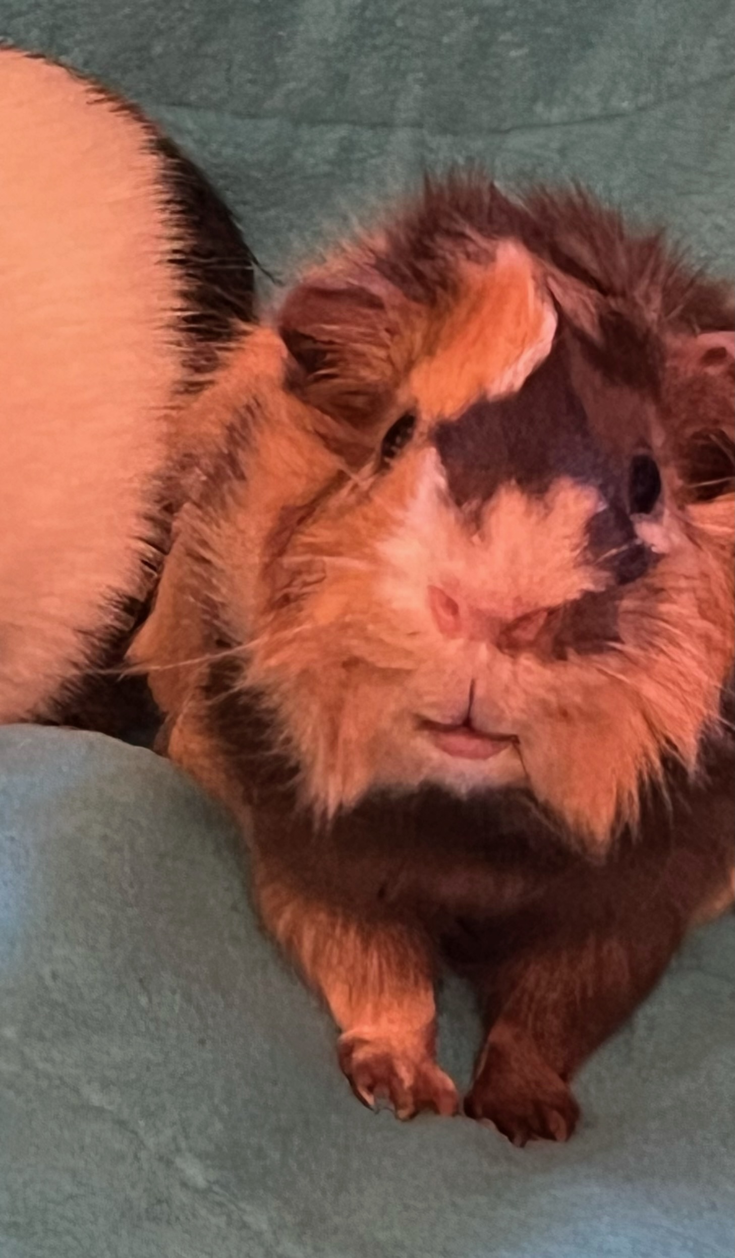 Enlarge Cannoli & Scotcheroo, a Adoptable Guinea Pig in Grand Rapids, MI image 4/6