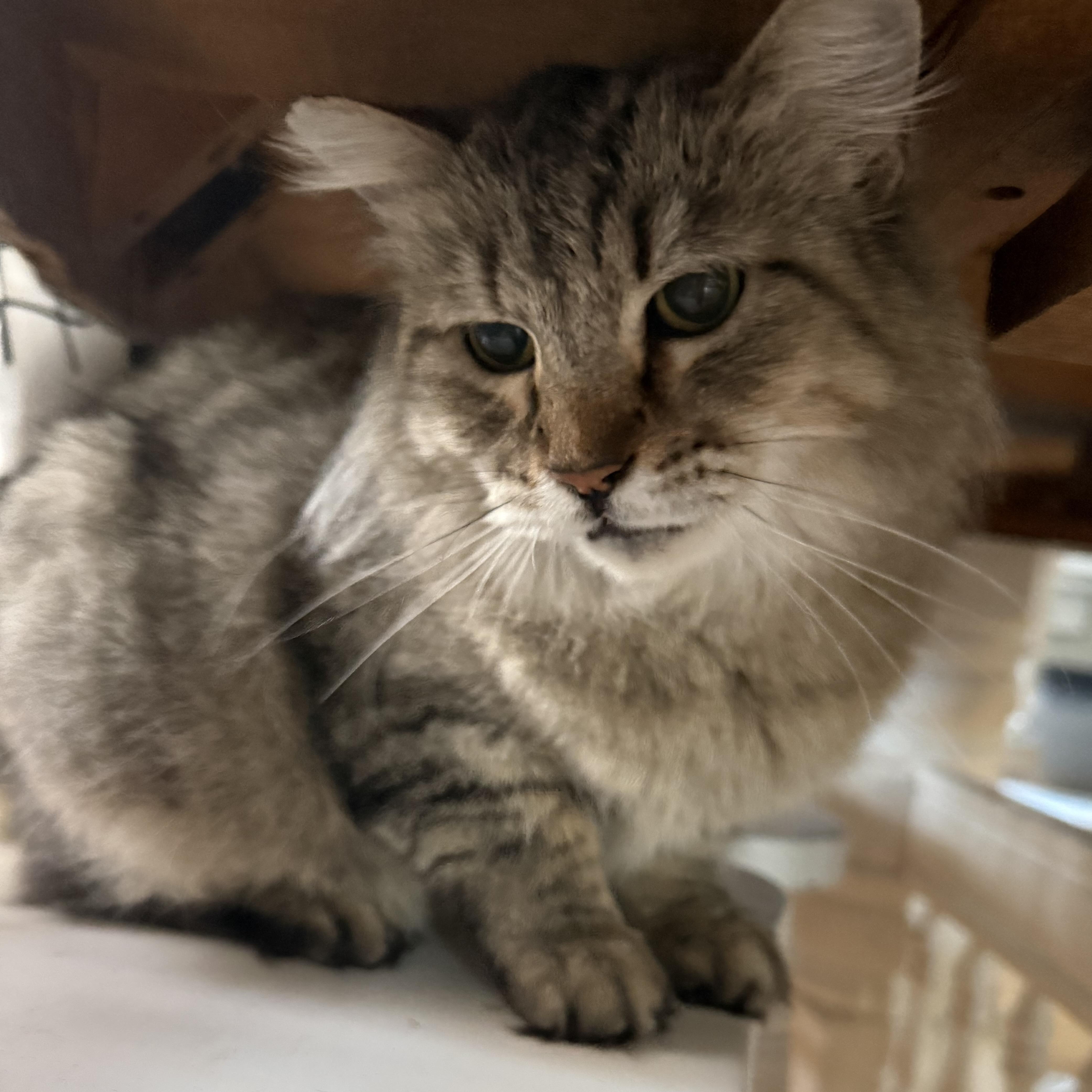 Enlarge Zara  --  (jm), a Adoptable mixed breed in Council Bluffs, IA image 5/5