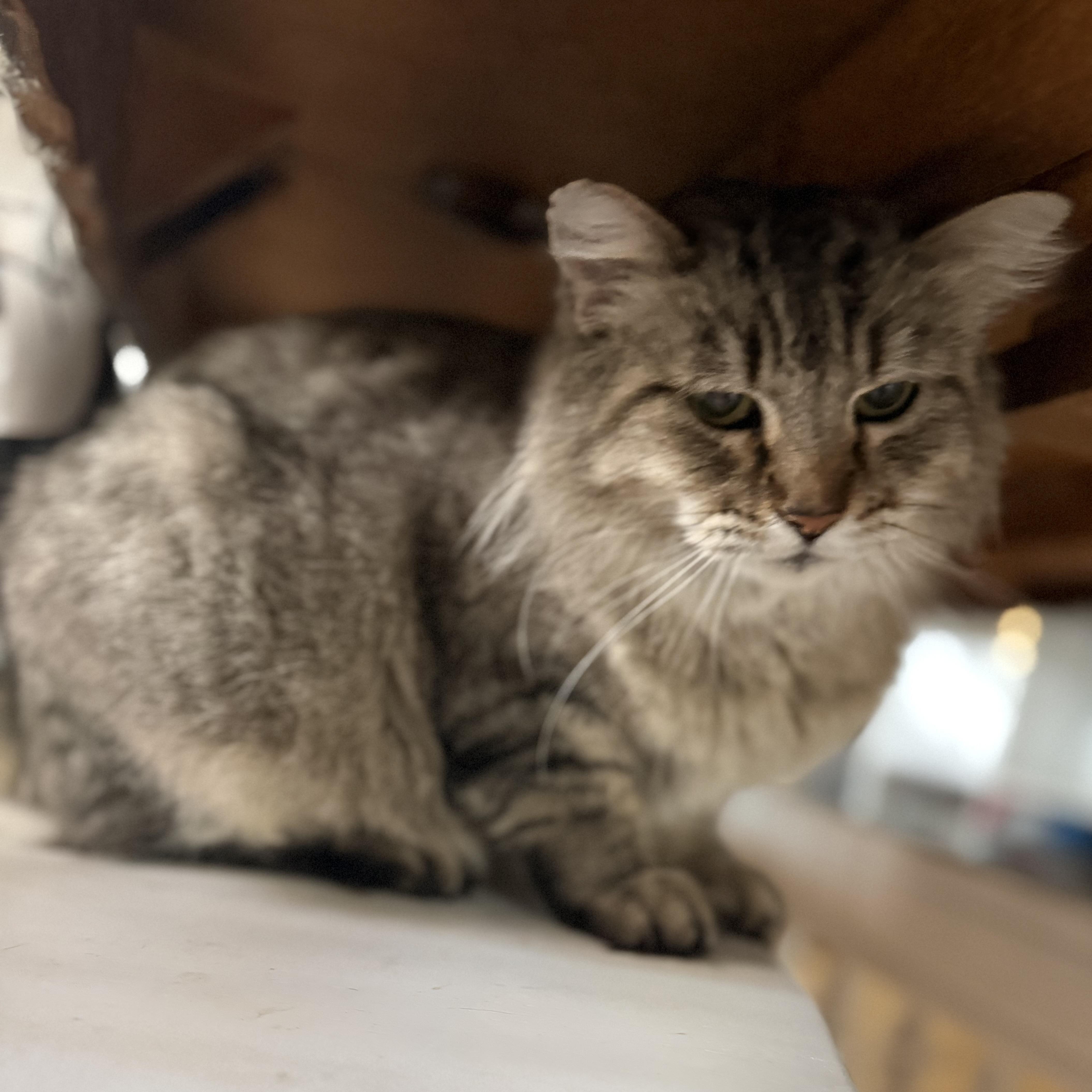 Enlarge Zara  --  (jm), a Adoptable mixed breed in Council Bluffs, IA image 4/5