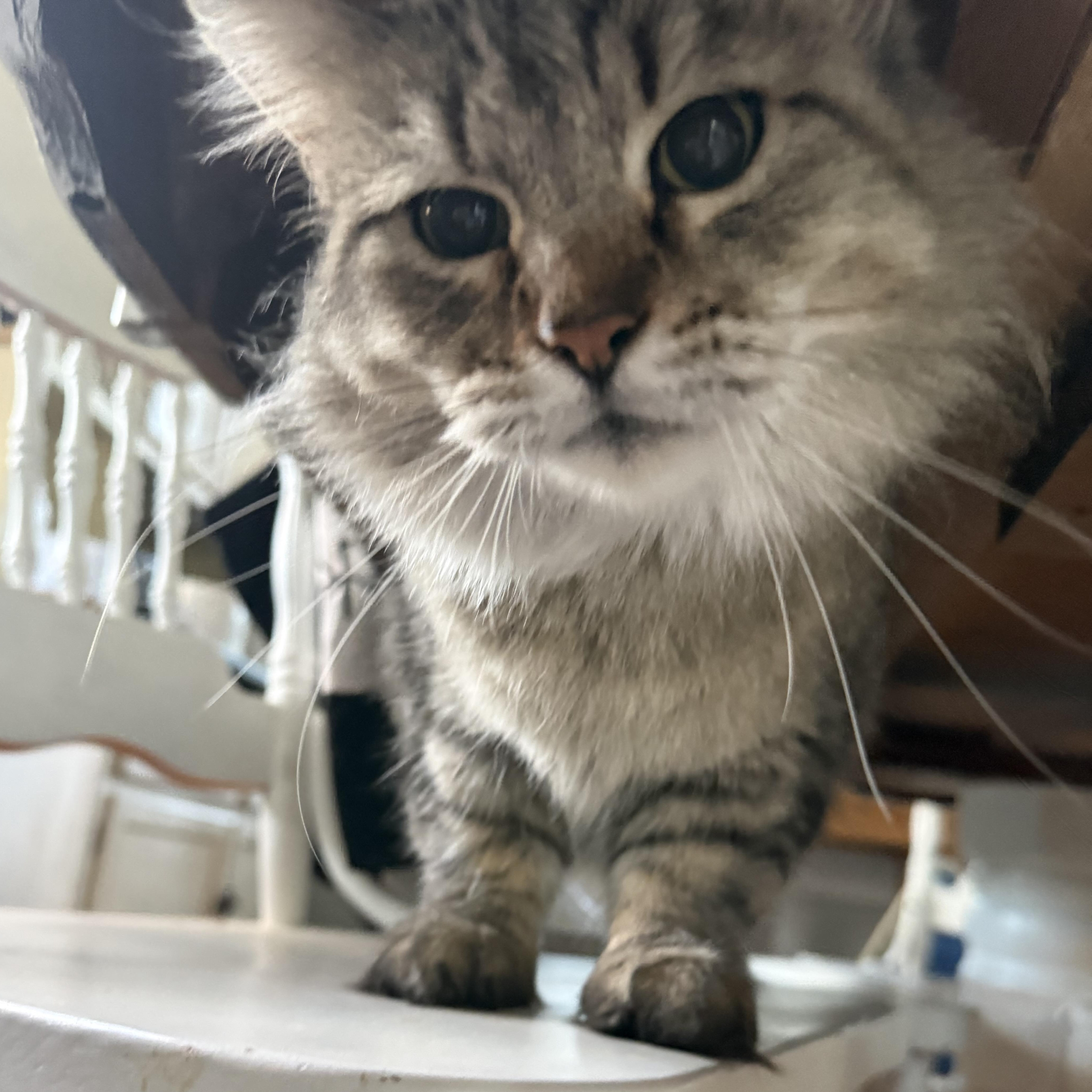 Zara  --  (jm), Adoptable, Young Female Domestic Long Hair & Tabby.