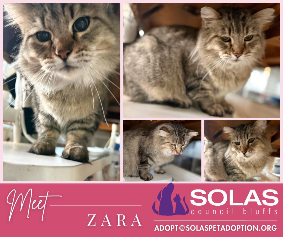 Enlarge Zara  --  (jm), a Adoptable mixed breed in Council Bluffs, IA image 2/5