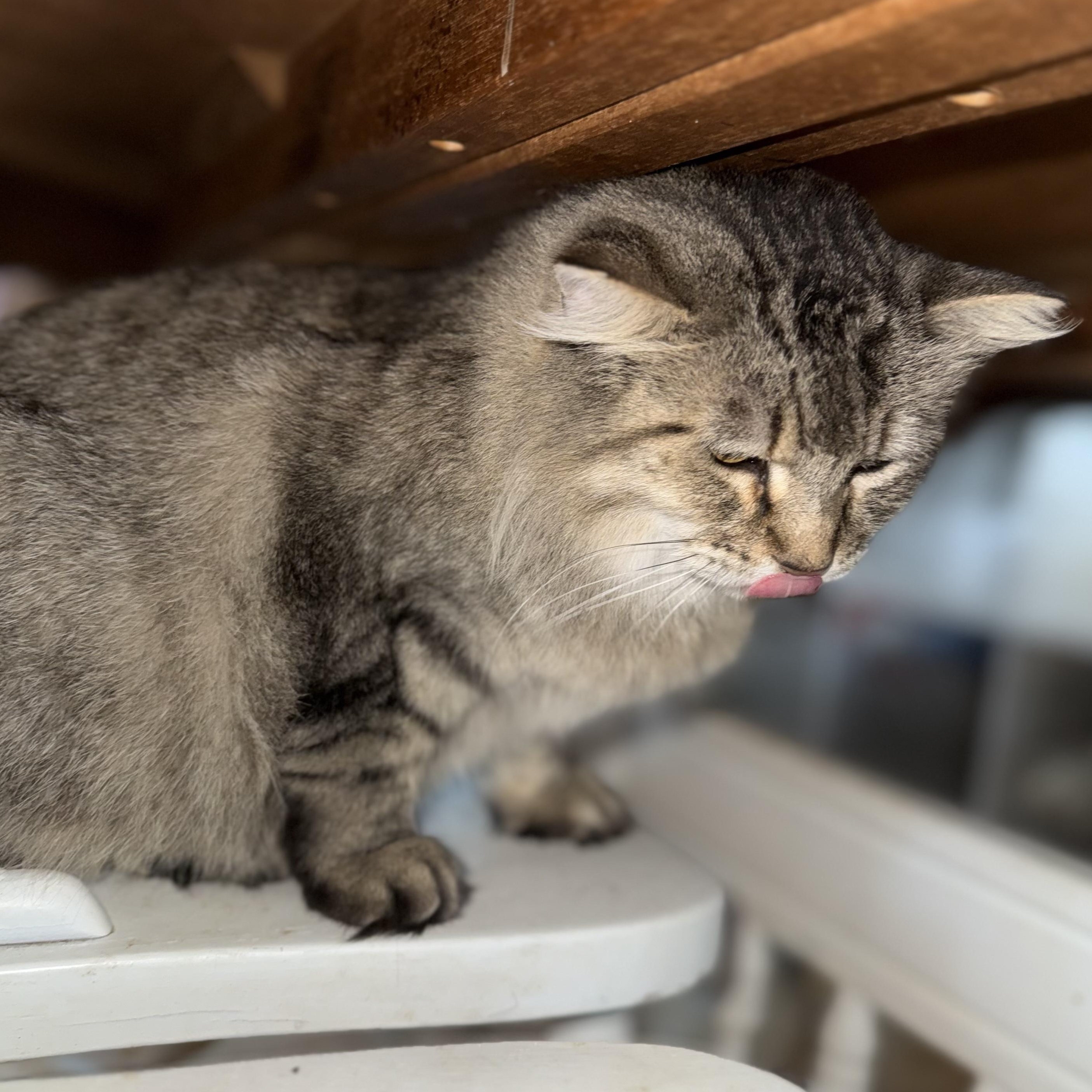 Enlarge Zara  --  (jm), a Adoptable mixed breed in Council Bluffs, IA image 3/5