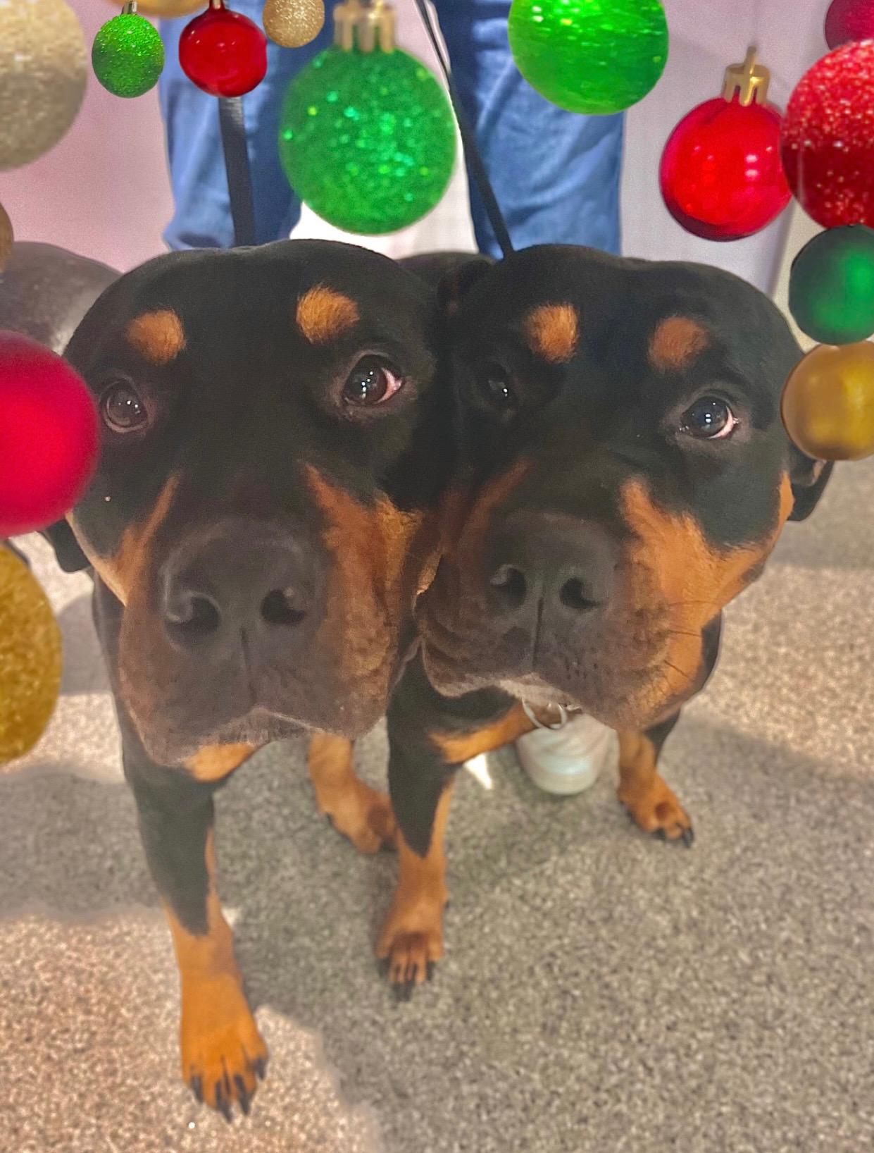 Enlarge Willow and River, a Adoptable Rottweiler in Charlotteville, VA image 2/4