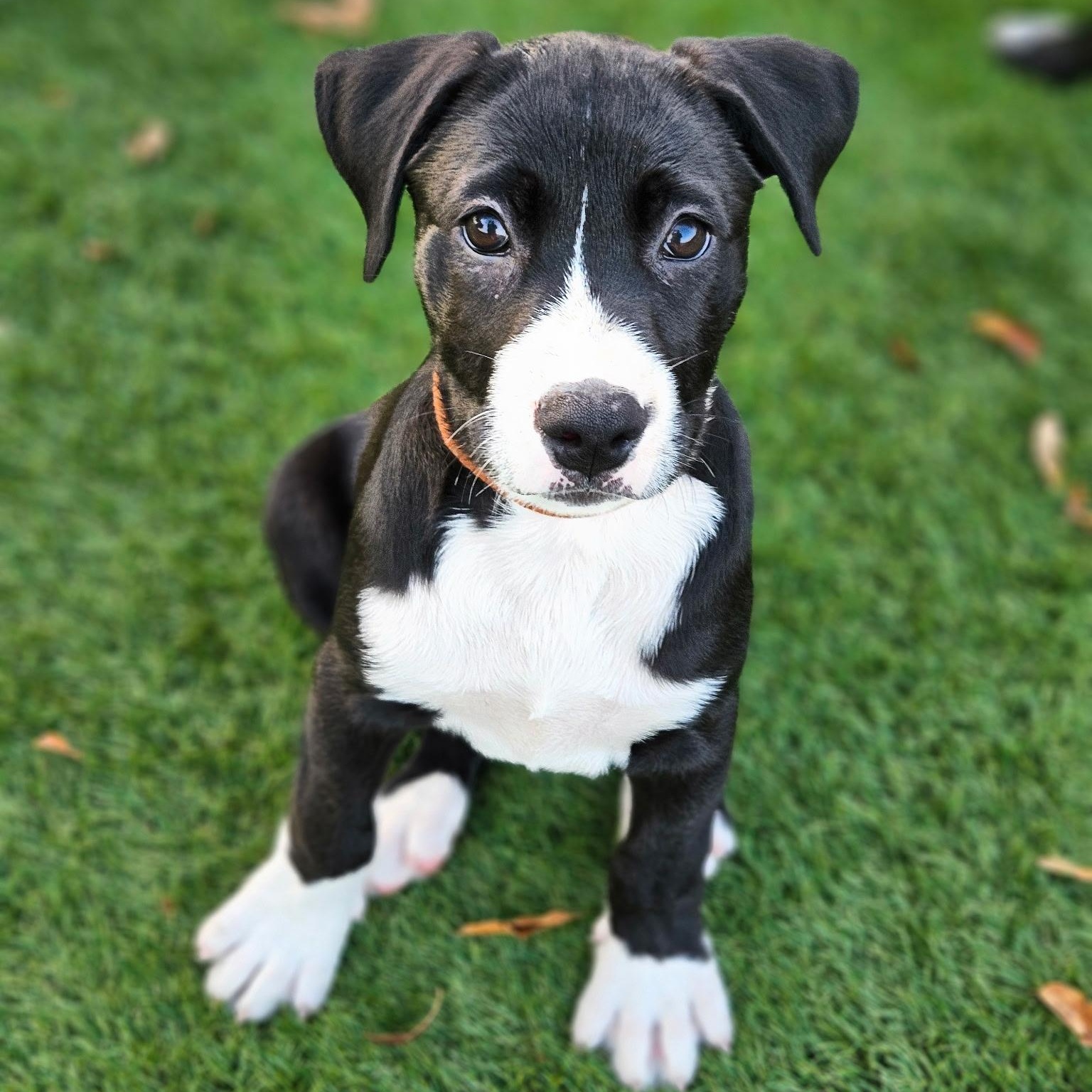 Jasper, ADOPTABLE, Puppy Male Mixed Breed.