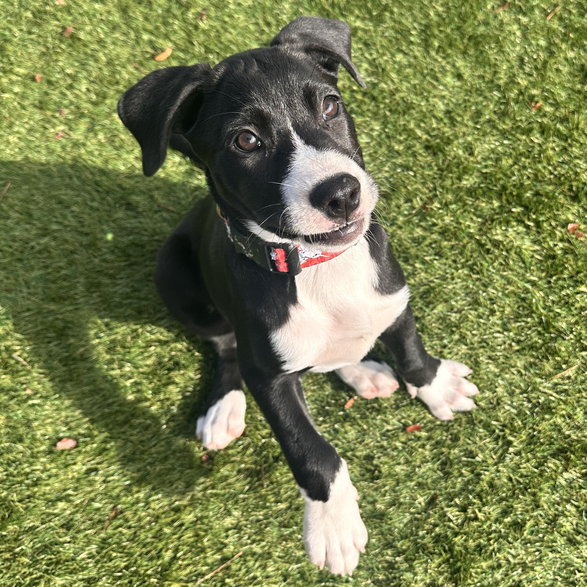 Enlarge Jasper, a ADOPTABLE Mixed Breed in Key Largo, FL image 2/5