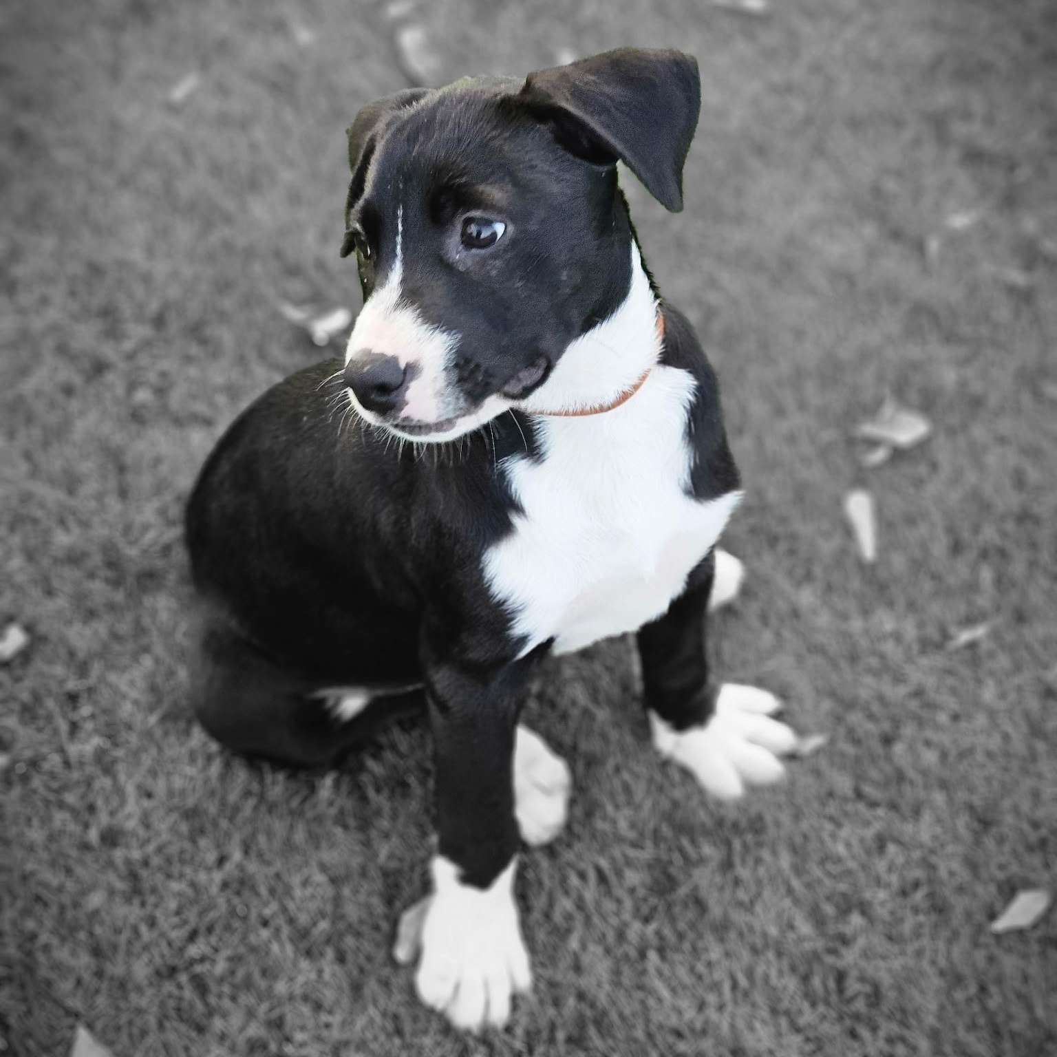 Enlarge Jasper, a ADOPTABLE Mixed Breed in Key Largo, FL image 3/5