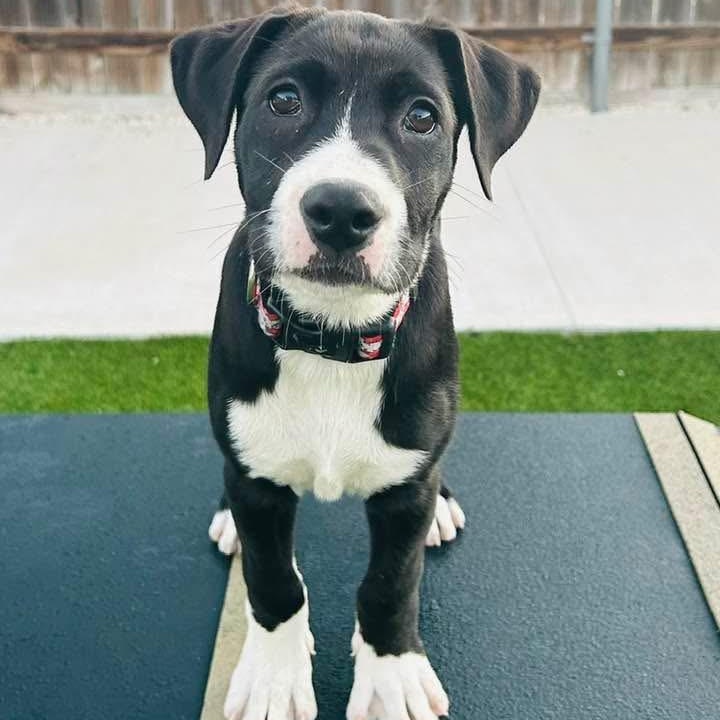 Enlarge Jasper, a ADOPTABLE Mixed Breed in Key Largo, FL image 4/5