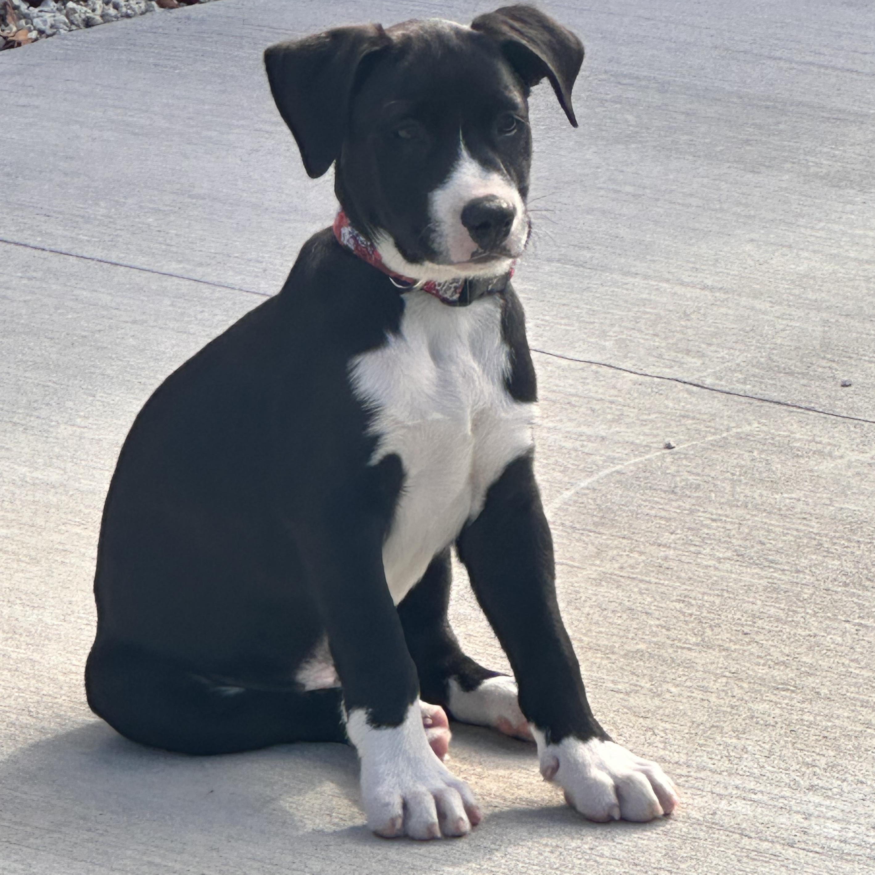Enlarge Jasper, a ADOPTABLE Mixed Breed in Key Largo, FL image 5/5