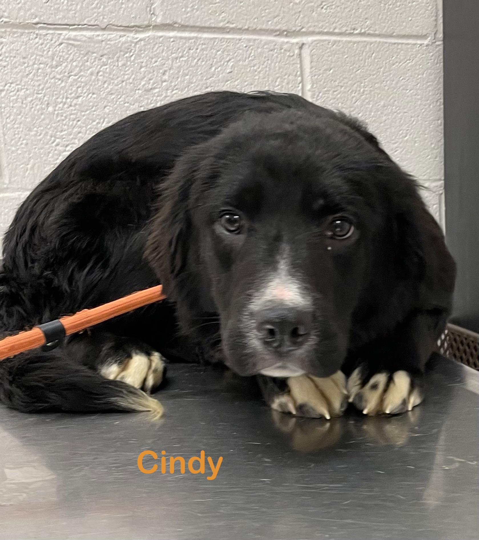 Enlarge Cindy PULLED BY RESCUE, an adopted mixed breed in Canton, OH image 1/4
