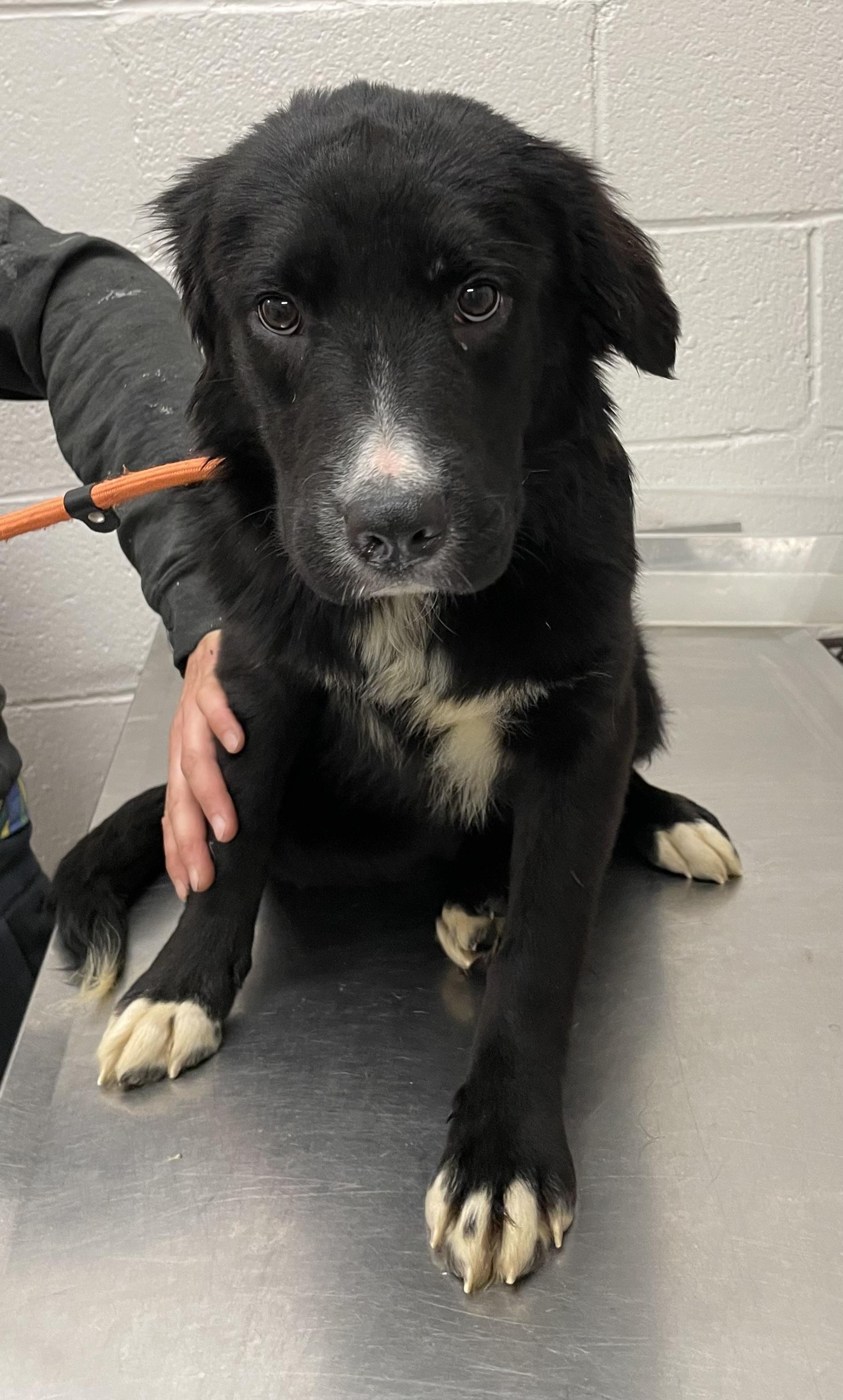 Enlarge Cindy PULLED BY RESCUE, an adopted mixed breed in Canton, OH image 4/4