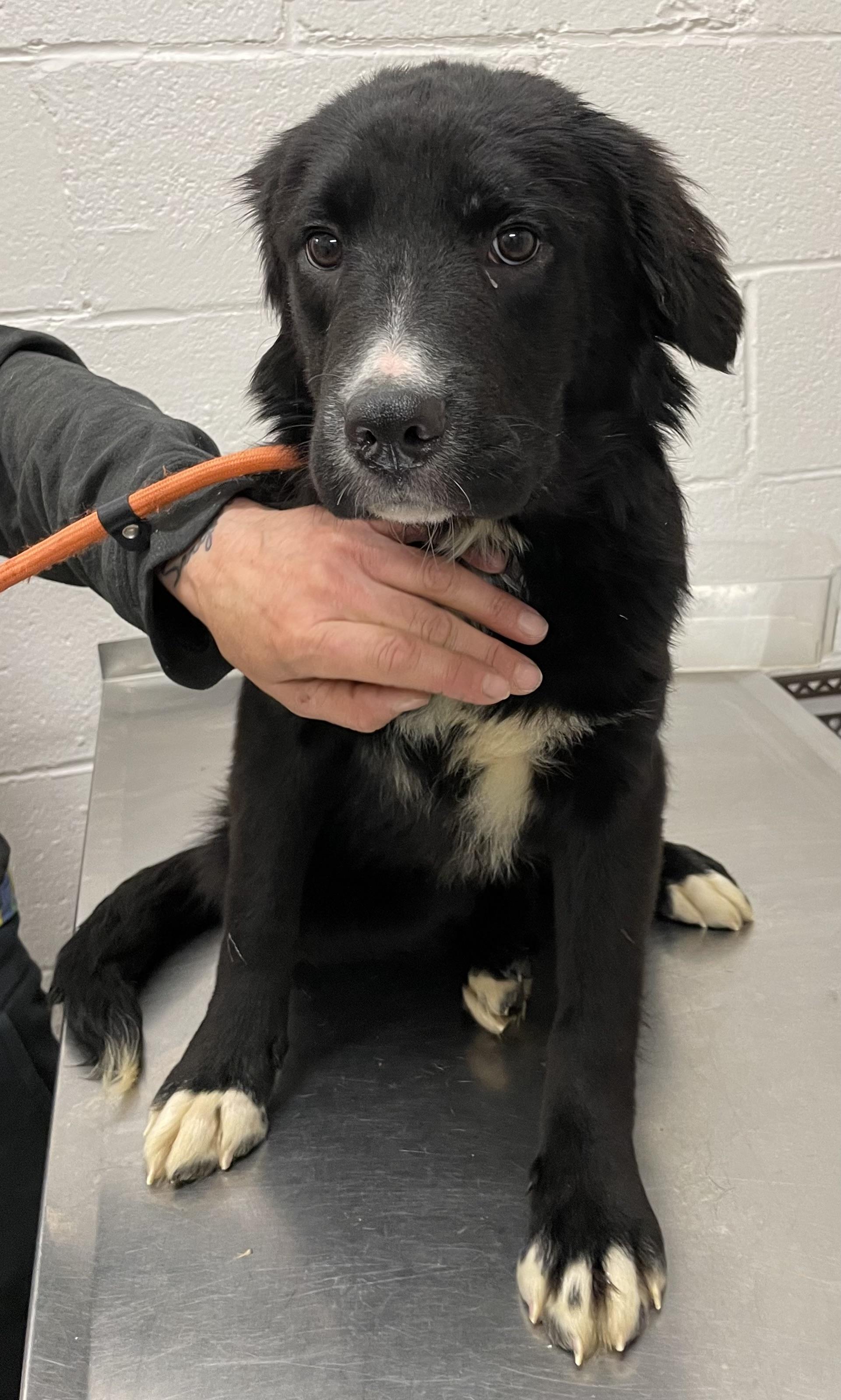 Enlarge Cindy PULLED BY RESCUE, an adopted mixed breed in Canton, OH image 2/4